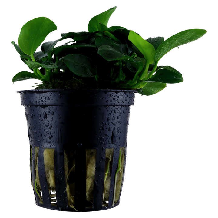 Tropica | Anubias barteri 'Petite' - Pot