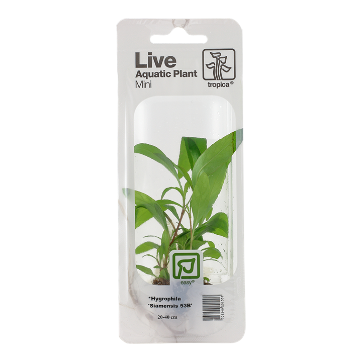 Tropica | Hygrophila 'Siamensis 53B' - Mini in blister