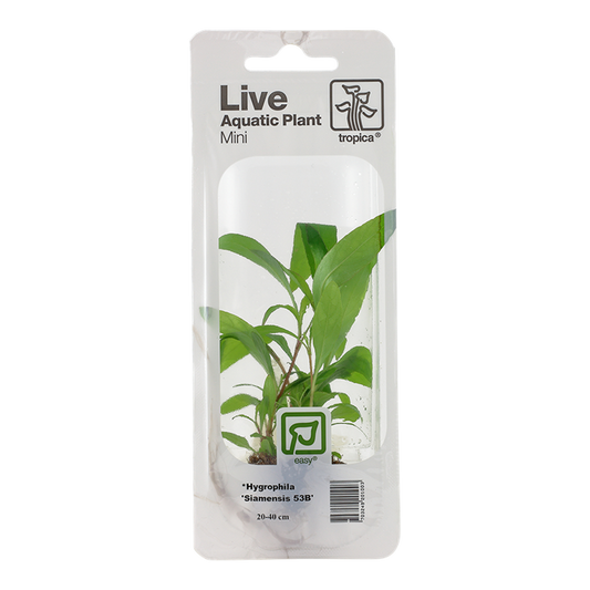 Tropica | Hygrophila 'Siamensis 53B' - Mini in blister