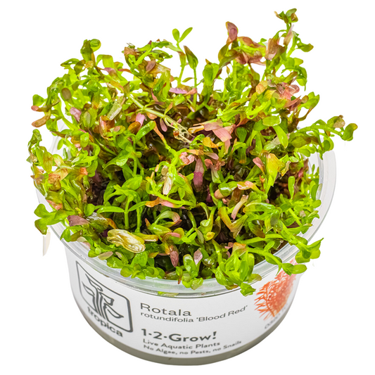 1-2-Grow! Rotala rotundifolia 'Blood Red'