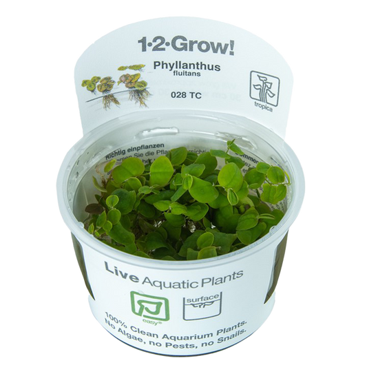 1-2-Grow! Phyllanthus fluitans