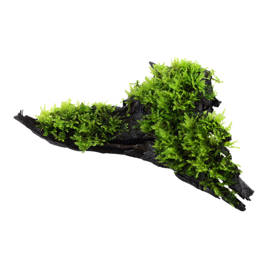 Tropica | Vesicularia montagnei / dubyana 'Christmas' - on wood