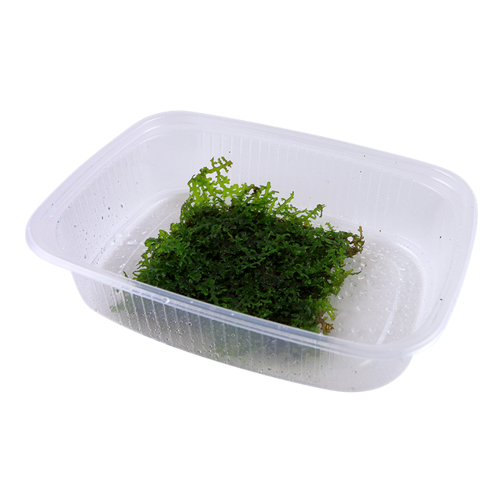 Tropica | Riccardia chamedryfolia 'Coral Moss'