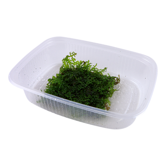 Tropica | Riccardia chamedryfolia 'Coral Moss'