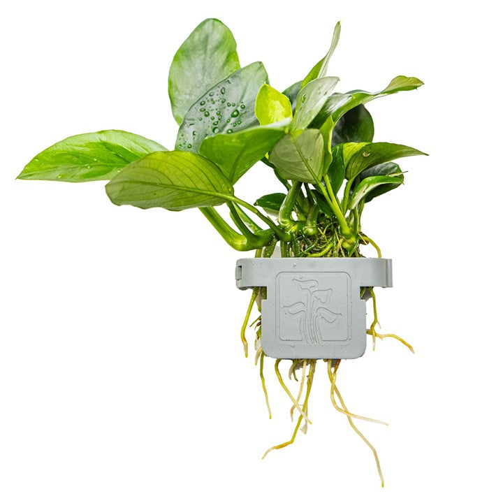 Tropica | Anubias barteri nana - Plant clip