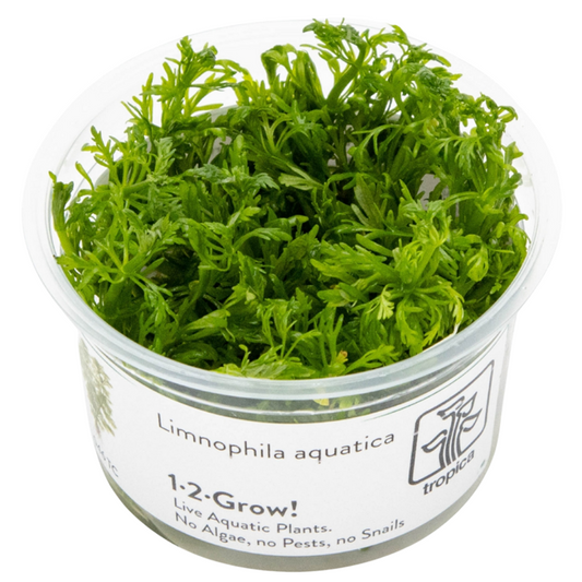 1-2-Grow! Limnophila aquatica