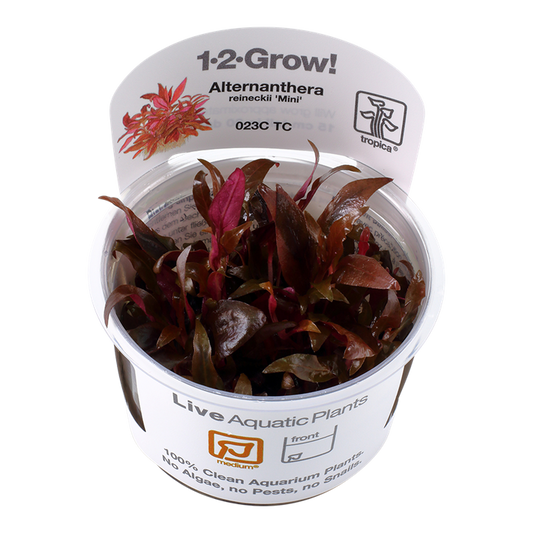1-2-Grow! Alternanthera reineckii 'Mini'