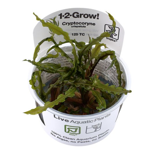 1-2-Grow! Cryptocoryne crispatula