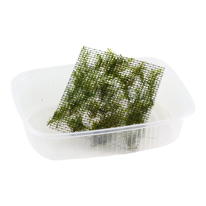 Tropica | Fissidens fontanus