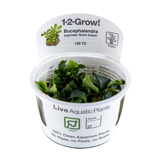 1-2-Grow! Bucephalandra pygmaea 'Bukit Kelam' or 'Wavy Green'