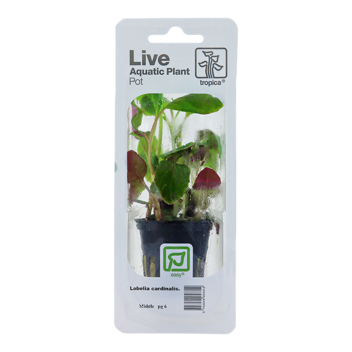 Tropica | Lobelia cardinalis - Pot in blister package