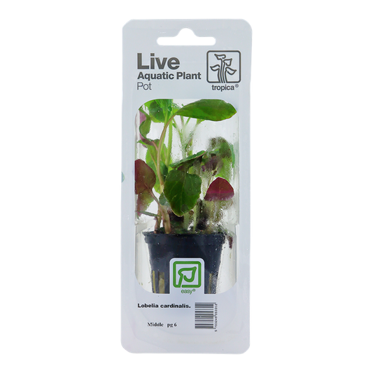 Tropica | Lobelia cardinalis - Pot in blister package