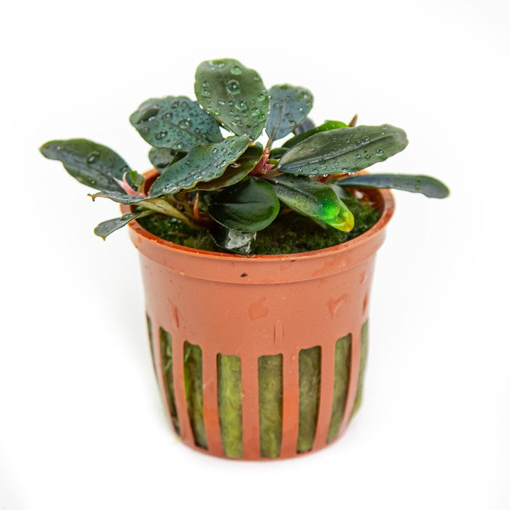 Tropica | Bucephalandra sordidula 'Blue' - Pot