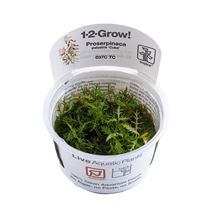 1-2-Grow! Proserpinaca palustris 'Cuba'