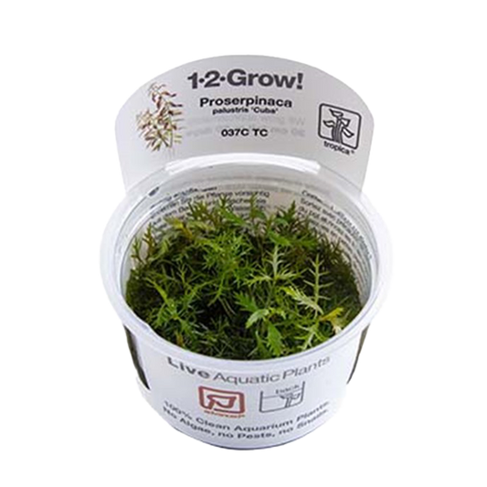 1-2-Grow! Proserpinaca palustris 'Cuba'