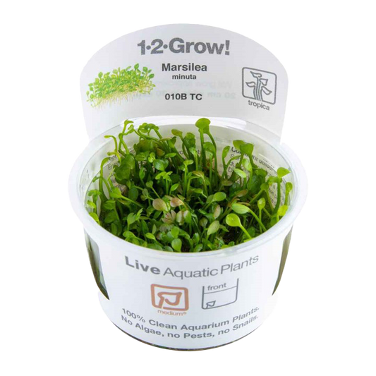 1-2-Grow! Marsilea crenata or Marsilea minuta