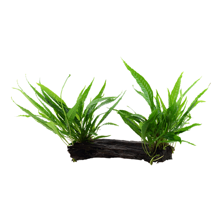 Tropica | Microsorum pteropus or 'Java fern' - on wood - XL