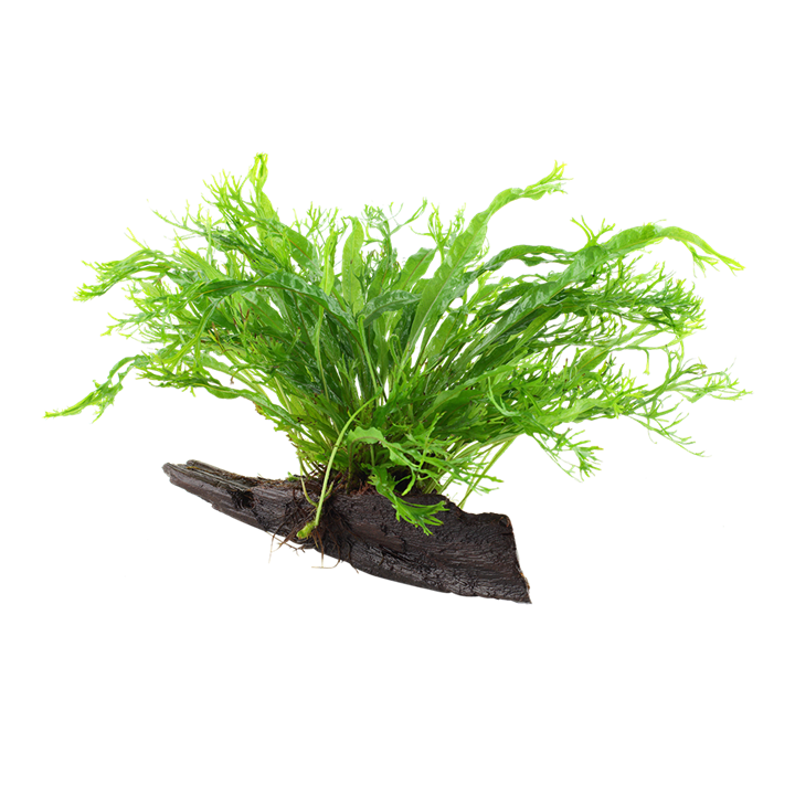 Tropica | Microsorum pteropus 'Windeløv' - on wood