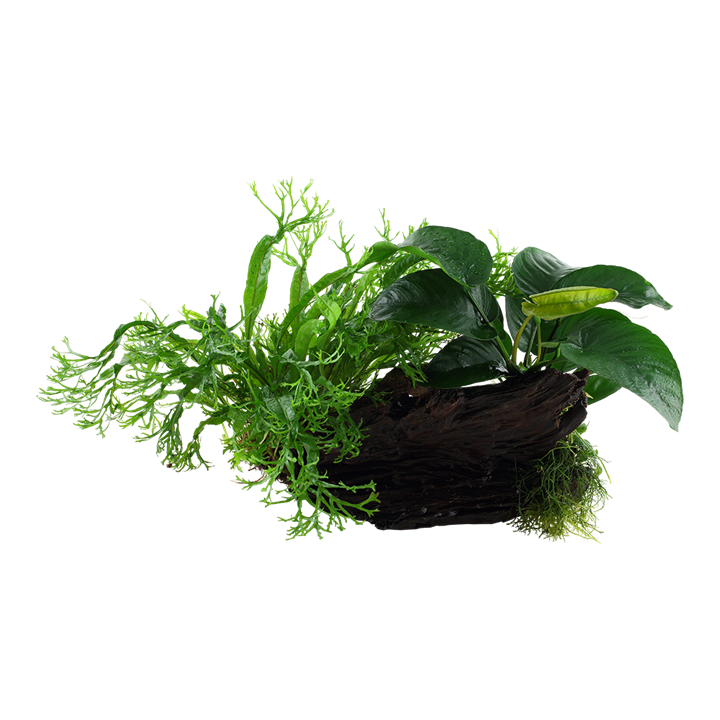 Tropica | Microsorum - Anubias 'Duet' - on wood - XL