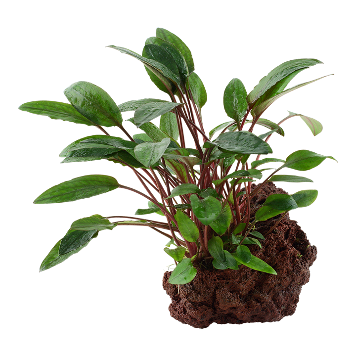 Tropica | Cryptocoryne beckettii 'Petchii' - on lava stone