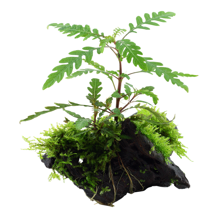 Tropica | Hygrophila pinnatifida and moss - on wood