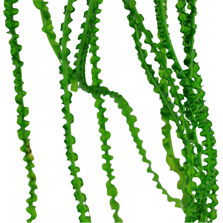 Tropica | Crinum calamistratum - Pot