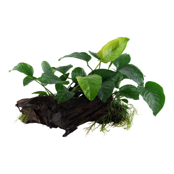 Tropica | Anubias barteri sp. - on wood - XL