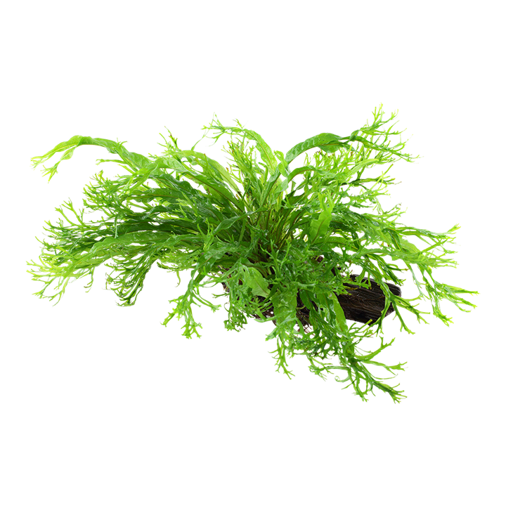 Tropica | Microsorum pteropus 'Windeløv' - on wood