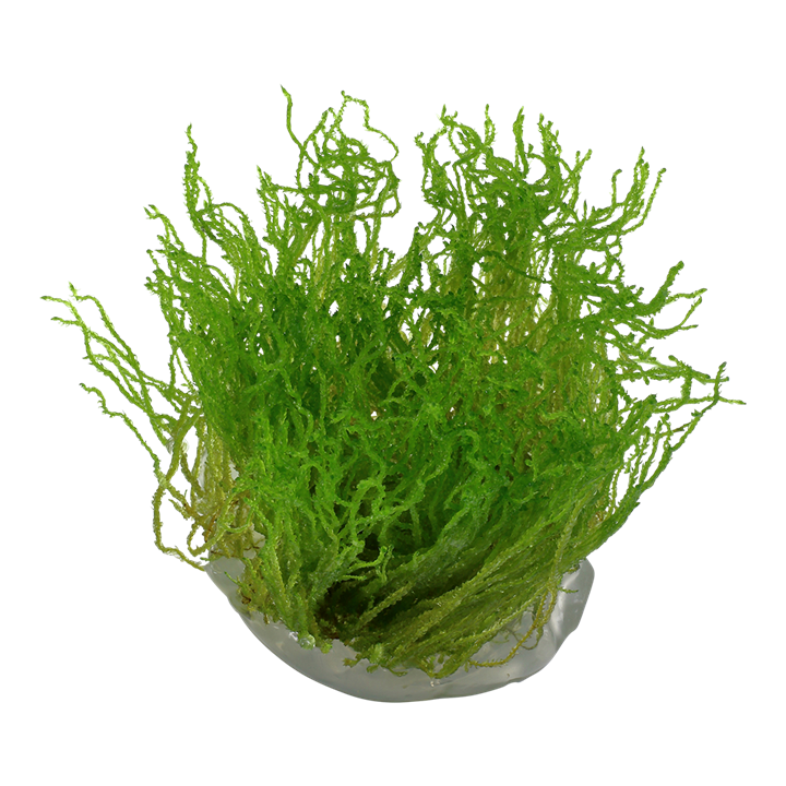 1-2-Grow! Taxiphyllum 'Flame Moss'