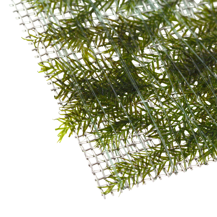 Tropica | Fissidens fontanus