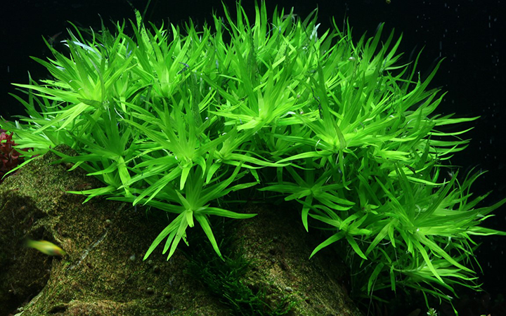 1-2-Grow! Heteranthera zosterifolia