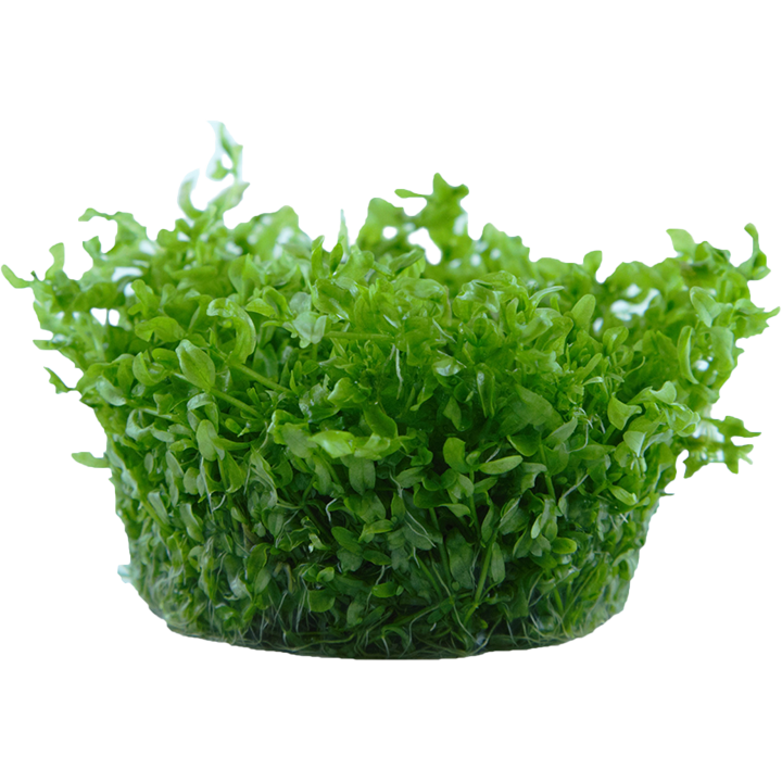 1-2-Grow! Hemianthus micranthemoides or Micranthemum micranthemoides 'Pearlweed'