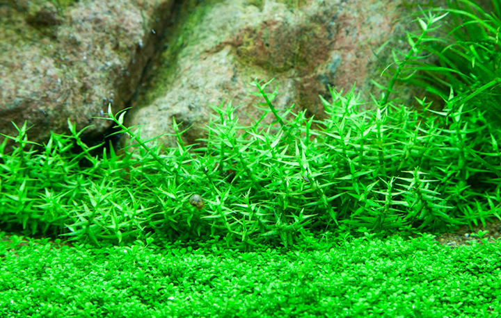 1-2-Grow! Gratiola viscidula
