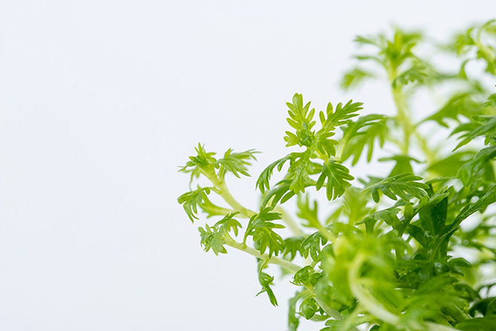 1-2-Grow! Hottonia palustris