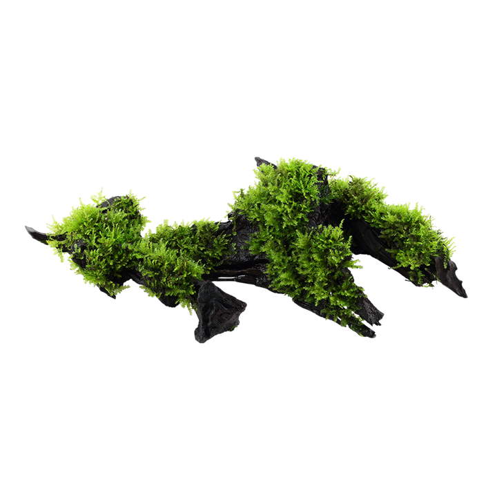 Tropica | Vesicularia montagnei / dubyana 'Christmas' - on wood