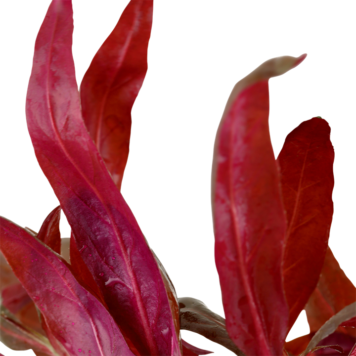 Tropica | Alternanthera reineckii 'Pink' - Pot