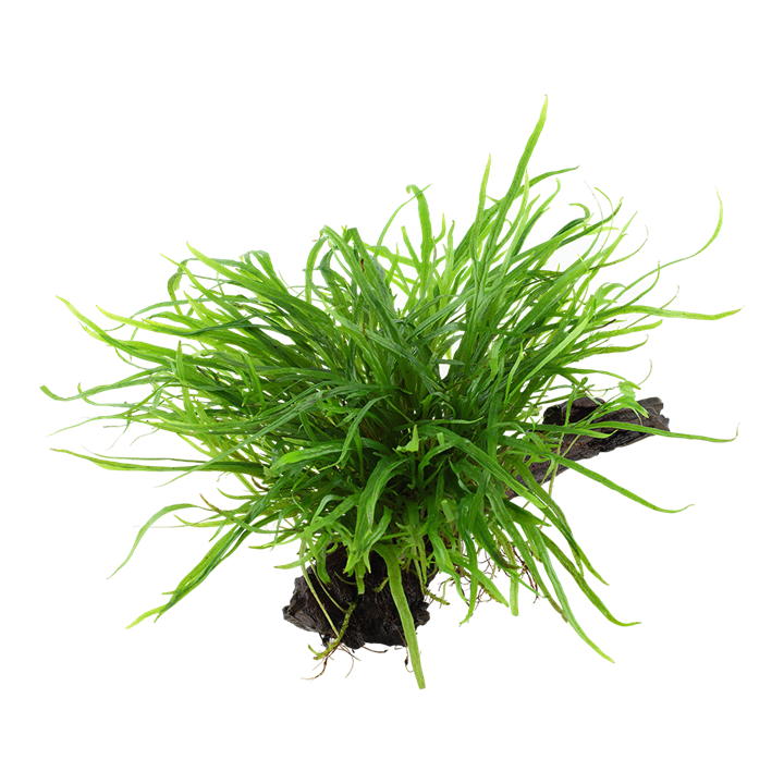 Tropica | Microsorum pteropus 'Trident' - on wood