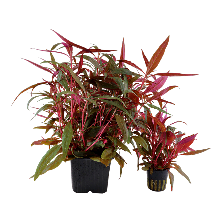 Tropica | Alternanthera reineckii 'Pink' - XL - Pot