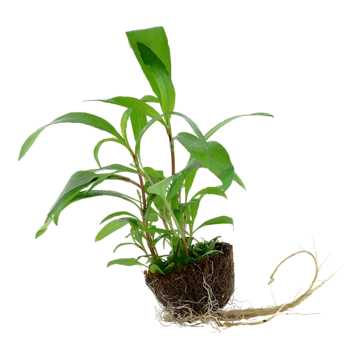 Tropica | Hygrophila 'Siamensis 53B' - Mini in blister