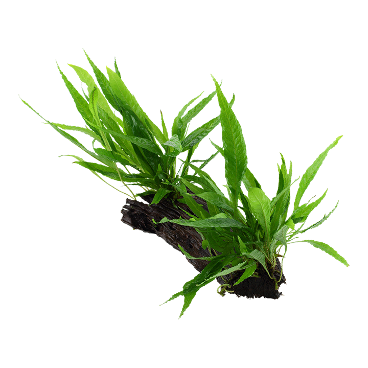 Tropica | Microsorum pteropus or 'Java fern' - on wood - XL