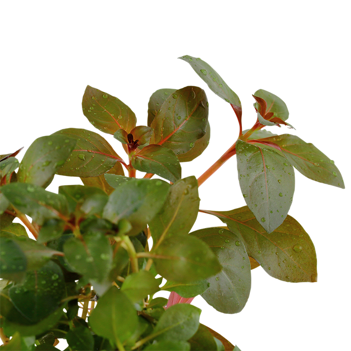 Tropica | Ludwigia repens 'Rubin' - Pot