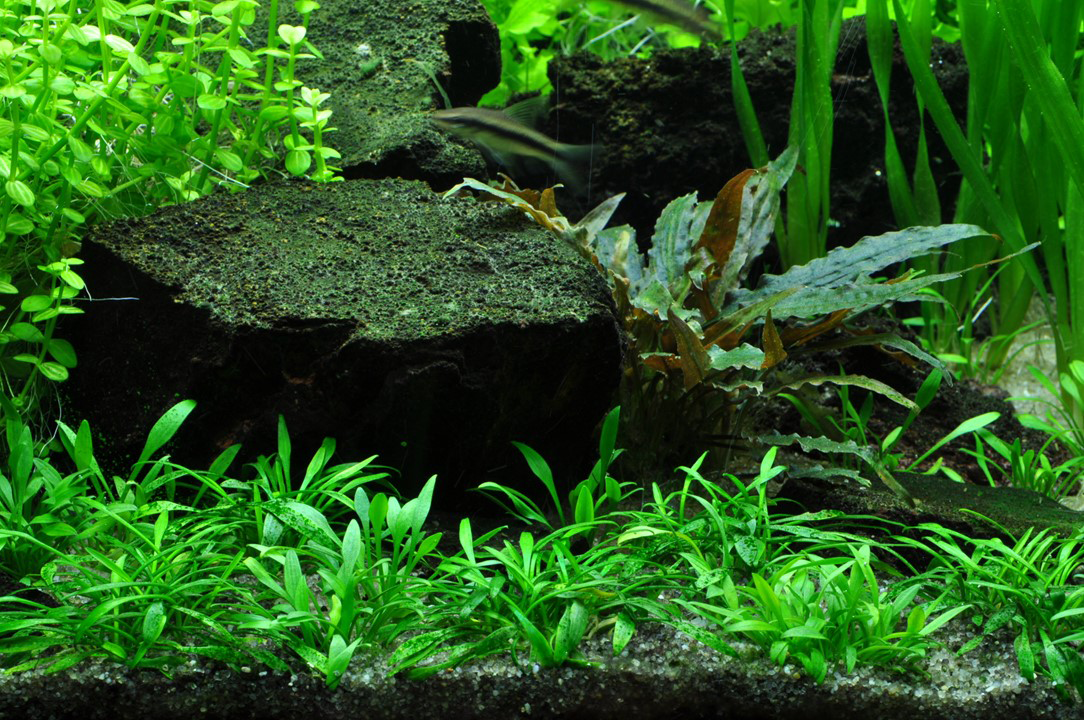 1-2-Grow! Cryptocoryne parva