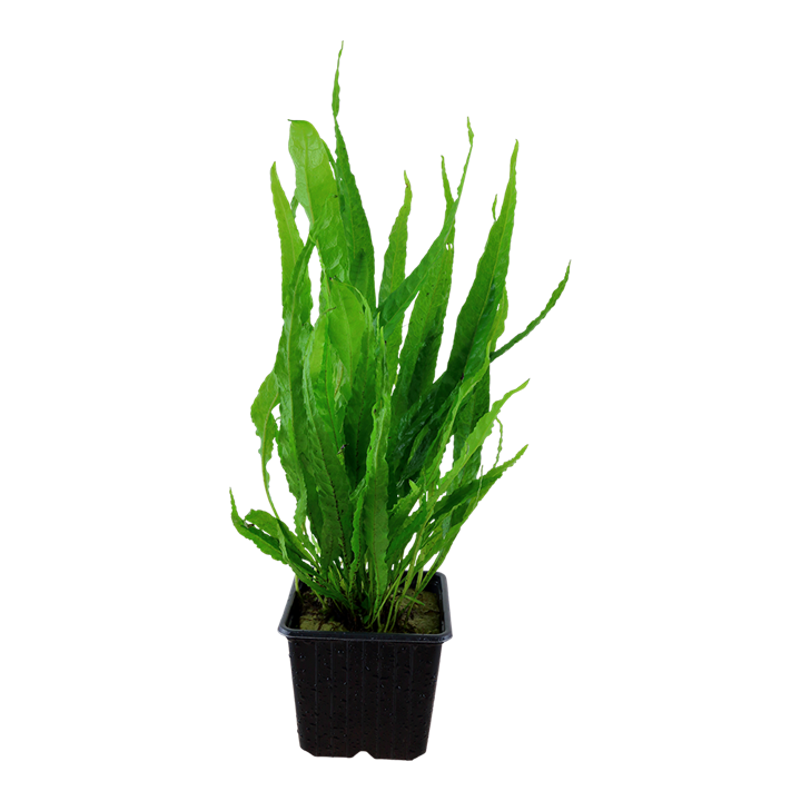 Tropica | Microsorum pteropus or 'Java fern' - XL - Pot
