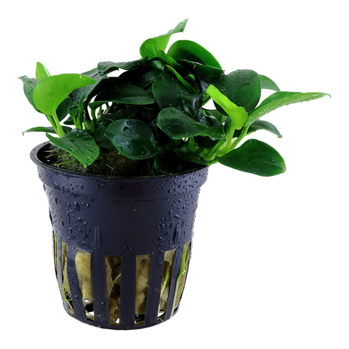 Tropica | Anubias barteri 'Petite' - Pot