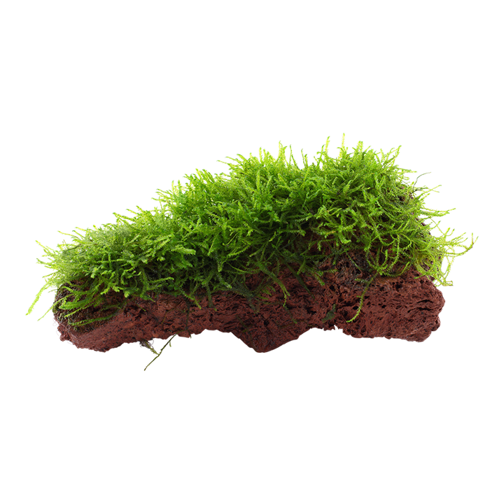 Tropica | Taxiphyllum barbieri 'Bogor Moss' or 'Java Moss' - on lava stone