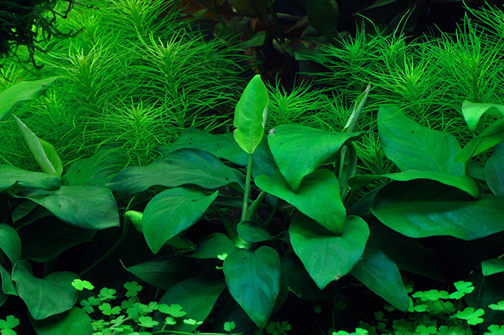 1-2-Grow! Anubias barteri nana