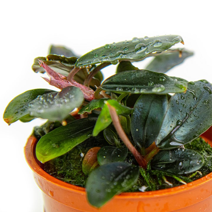 Tropica | Bucephalandra sordidula 'Blue' - Pot