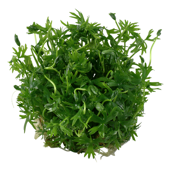 1-2-Grow! Ranunculus inundatus