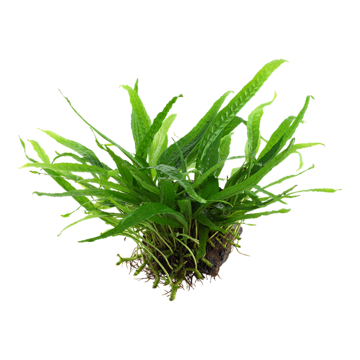 Tropica | Microsorum pteropus 'Narrow' - on wood