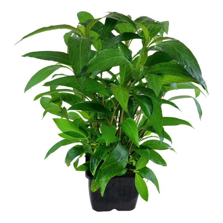 Tropica | Hygrophila corymbosa 'Siamensis' - XL - Pot